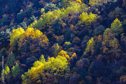 Picturesque autumn trees in the mountains create an amazing and vibrant landscape