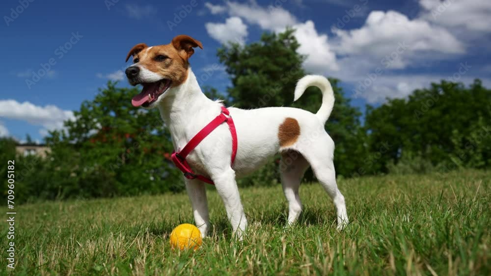 Cute active dog walking at green grass in park at summer day. Jack Russell Terrier portrait outdoors Cute active dog walking at green grass in park at summer day. Jack Russell Terrier portrait outdoors