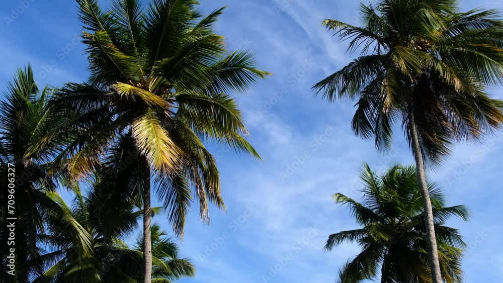Palm trees moving in the wind against the blue sky. Vacation, travel concept. Palm trees moving in the wind against the blue sky. Vacation, travel concept.