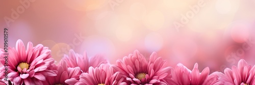 Pink chrysanthemum on magical bokeh background with ample text space for placement on the left side
