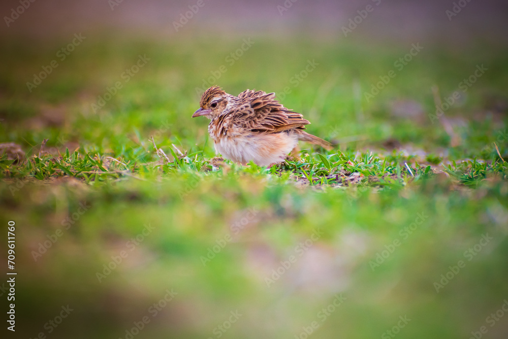Look at this adorable little bird perched on top of a vibrant and lush green field Look at this adorable little bird perched on top of a vibrant and lush green field