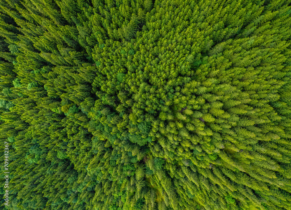 Pine tree tops seen from a drone Pine tree tops seen from a drone