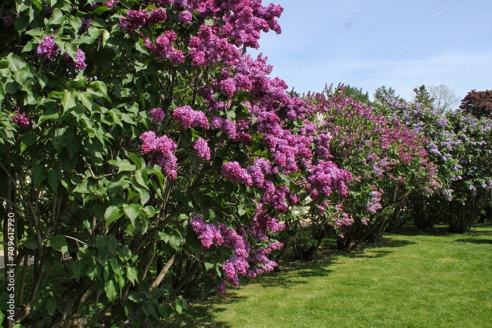 Purple and violet lilac flowers blossom blooming in springtime. Lilac flowering bush bloom. Lilac flowers in garden. View on lilac trees garden path and flowerbed in park. Blossoming at spring