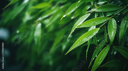  a close up of a green leafy plant with drops of water on it and a blurry background of leaves.