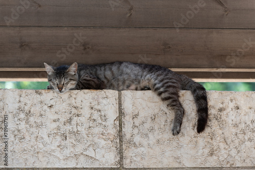 Wall Mural Adult, feral, Jerusalem street cat napping high atop a stone wall