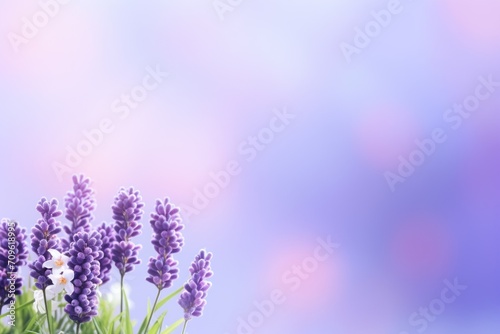  a bunch of lavender flowers that are in front of a blue and pink background with a blurry sky in the background.