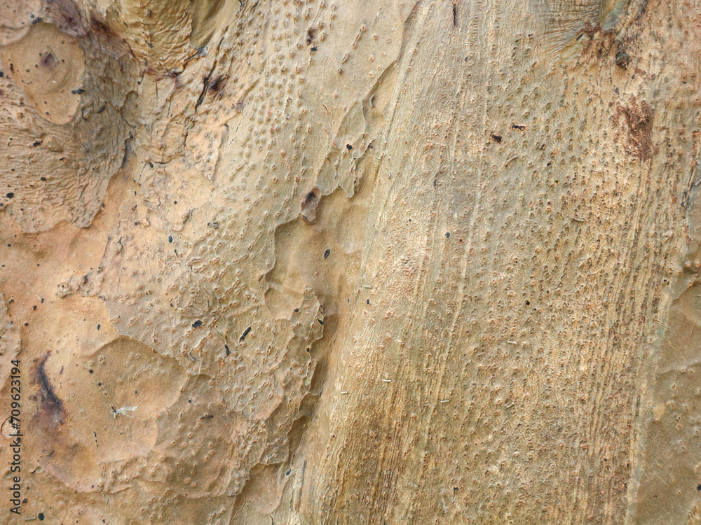 The texture of mangrove bark is smooth and firm. The texture of mangrove bark is smooth and firm.