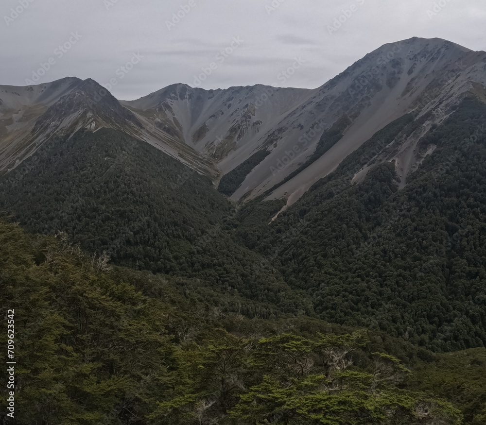 Fototapeta premium Craigieburn Forest Park tramping tracks