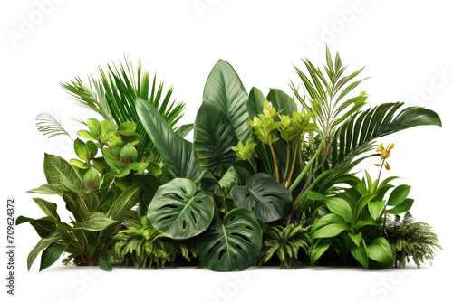green leaves of tropical plants bush (Monstera, palm, rubber plant, pine, bird's nest fern, succulent , ). isolated on transparent background . PNG, cutout, or clipping path. 