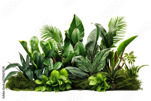Green leaves of tropical plants bush (Monstera, palm, fern, rubber plant, pine, birds nest fern) floral arrangement isolated on transparent background . PNG, cutout, or clipping path. photo