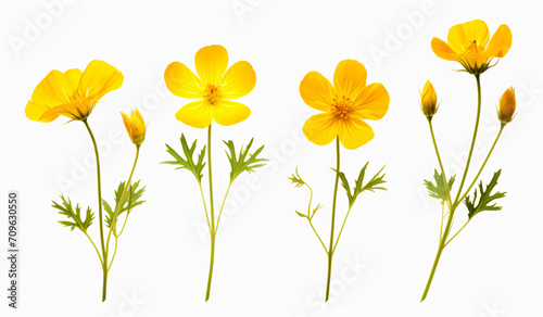 yellow flowers against a white background, in the style of natural, yellow

