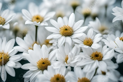 daisies in the gardenClose up of white flowers  