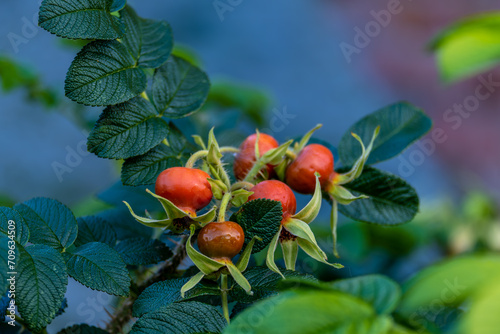 Ripe red rosehip on a branch with green leaves.