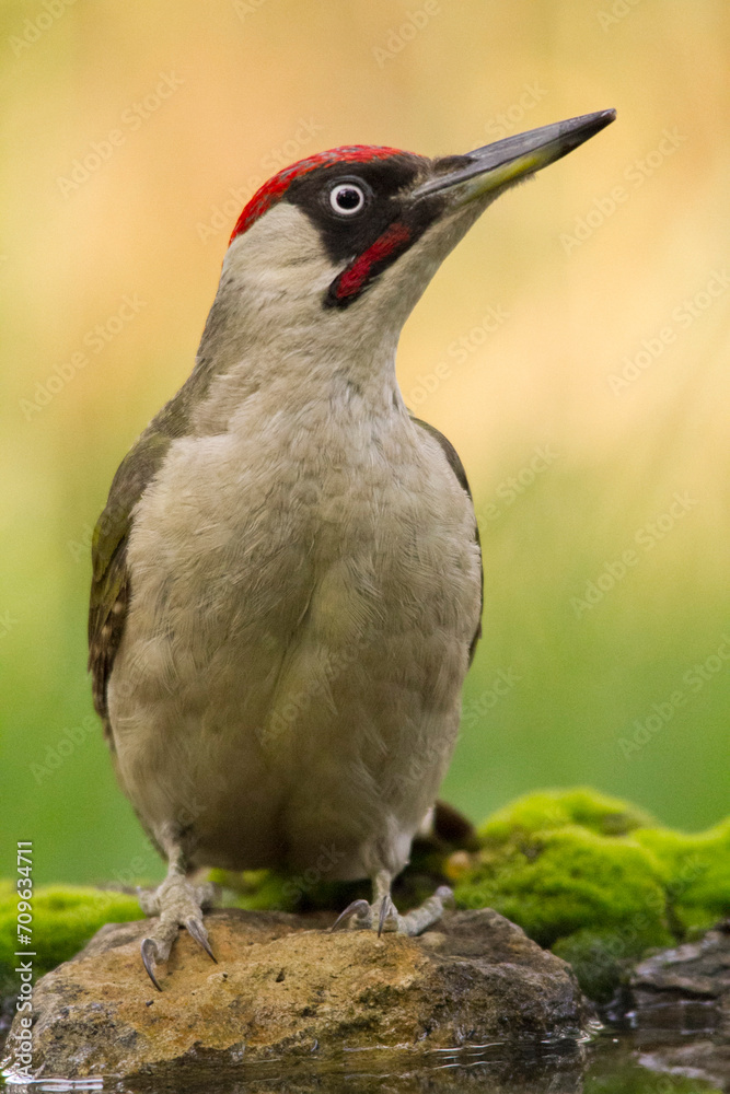 Fototapeta premium Green Woodpecker