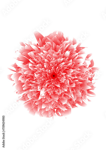 pink dahlia isolated on white background