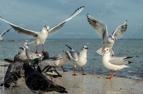 There are many seagulls on the parapet in summer against the background of the sea.