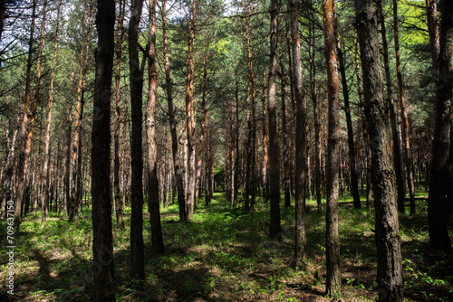 Forest landscape.Beautiful forest nature. Tall old pine trees. Summer sunny day. Azerbaijan