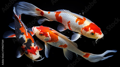 3 Koi fish isolated on black background