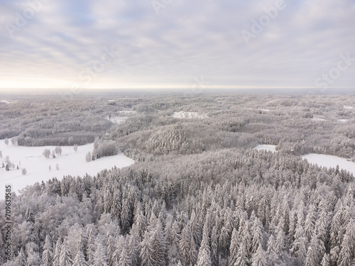 snow and frost covered trees on a hill in winter forest