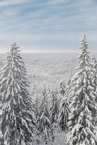 snow and frost covered spruce trees on a hill in winter forest