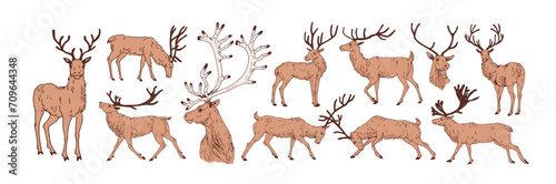 Deer sketches  vintage drawings set. Reindeer  stag  antlers in retro detailed realistic style. Northern forest wild animal. Hand-drawn graphic vector illustration isolated on white background