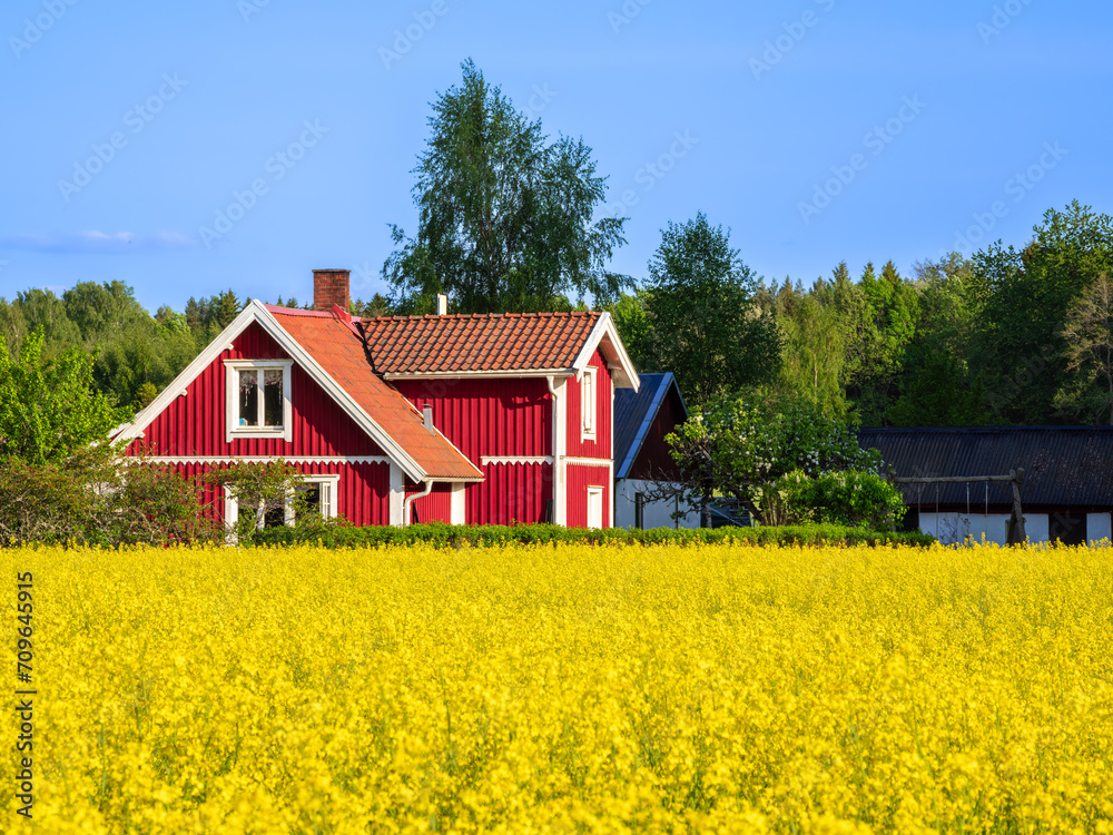Motala, Sweden - May 26, 2023: Swedish landscape with yellow rapeseed field and typical red Swedish wooden house Motala, Sweden - May 26, 2023: Swedish landscape with yellow rapeseed field and typical red Swedish wooden house