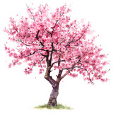 Blooming cherry blossom tree isolated on white background, watercolor, png
