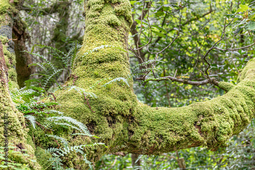 Moss covered tree trunk and branches in Glenborrodale Nature Reserve, Scotland photo