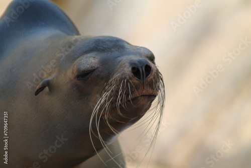 Portrait of a sea lion