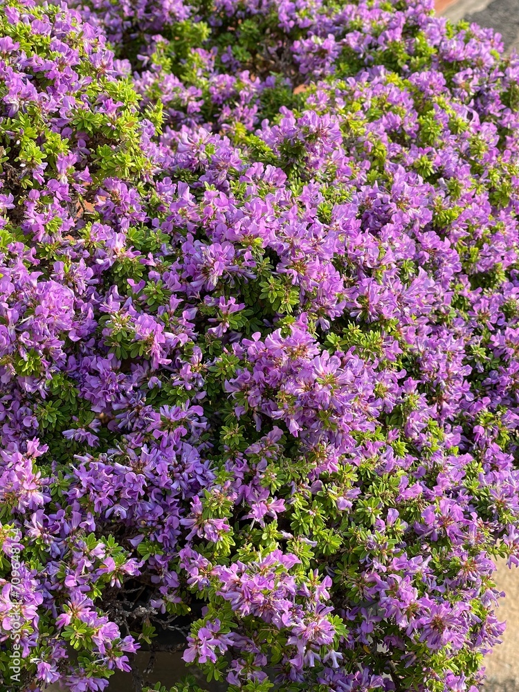 Naklejka premium Linh Sam are growing up in the garden and green leaf.