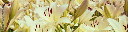 Blooming white lilies nature background. Horizontal banner