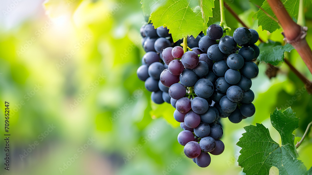 Bunch of Black Wine grape over green natural vineyard garden background, Kyoho Grape with leaves in blur background. Made with generative ai Bunch of Black Wine grape over green natural vineyard garden background, Kyoho Grape with leaves in blur background. Made with generative ai