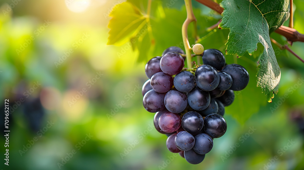 Bunch of Black Wine grape over green natural vineyard garden background, Kyoho Grape with leaves in blur background. Made with generative ai