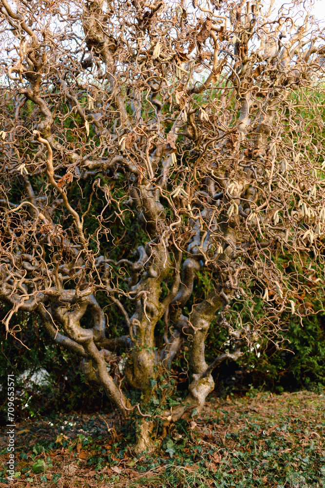 Twisted hazel tree in the middle of winter without foliage with wavy branches, corylus avellana contorta
