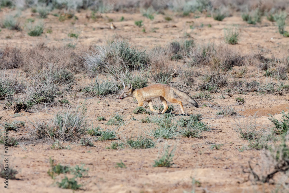 Juvenile of Corsac fox (Vulpes corsac) running in the natural desert habitats, Betpak Dala, Kazakhstan Juvenile of Corsac fox (Vulpes corsac) running in the natural desert habitats, Betpak Dala, Kazakhstan