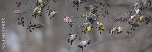 A flock of Eurasian siskins (Spinus spinus) and common redpolls (Acanthis flammea) feeding on an alder tree in winter photo