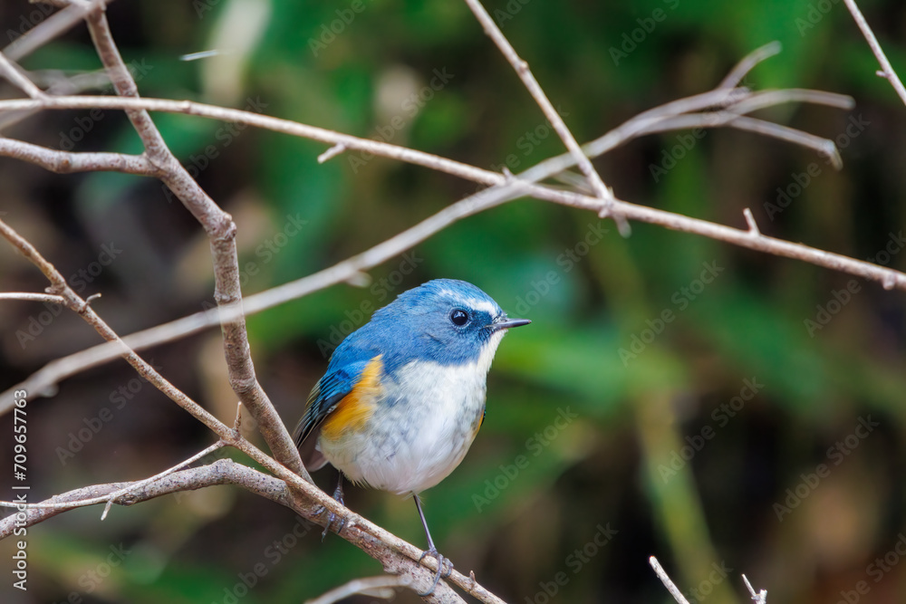 幸せの青い鳥、可愛いルリビタキ(ヒタキ科)。
日本国千葉県市川市、大町公園自然観察園にて。
2024年1月4日撮影。
A happy blue bird, the lovely Red-flanked Bluetail (Tarsiger cyanurus, family comprising flycatchers).
At Omachi park natural observation 幸せの青い鳥、可愛いルリビタキ(ヒタキ科)。
日本国千葉県市川市、大町公園自然観察園にて。
2024年1月4日撮影。
A happy blue bird, the lovely Red-flanked Bluetail (Tarsiger cyanurus, family comprising flycatchers).
At Omachi park natural observation