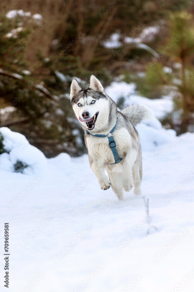 Siberian Husky dog running, winter forest Siberian Husky dog running, winter forest