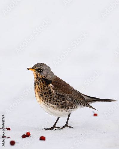 fieldfare, Turdus pilaris, bird eating berries on a hawthorn bush during Winter season