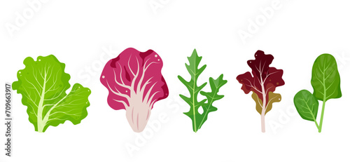 Fresh salad leaves. Popular culinary leaf set for cooking. Green Lettuce salad leaf, Radicchio, Lolo Rosso or red coral Lettuce, Arugula and Spinach. Vector illustration isolated on white background. photo