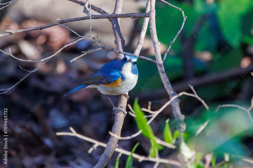 Naklejka premium 幸せの青い鳥、可愛いルリビタキ(ヒタキ科)。日本国千葉県市川市、大町公園自然観察園にて。 2024年1月4日撮影。A happy blue bird, the lovely Red-flanked Bluetail (Tarsiger cyanurus, family comprising flycatchers).At Omachi park natural observation