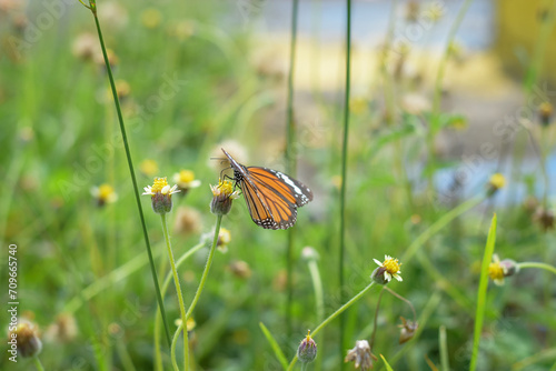 A beautiful butterfly on a flower is sucking flower juice