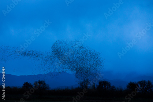 Starlings murmuration in Aiguamolls De L Emporda Nature Park, Spain photo