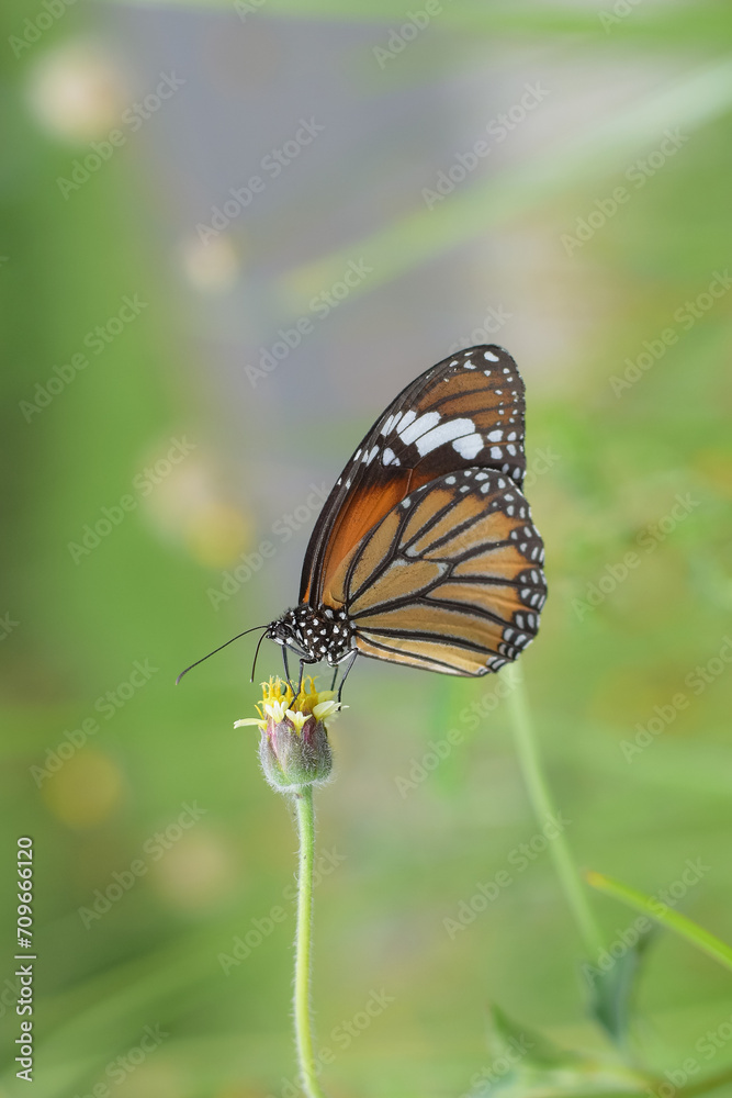 Fototapeta premium A beautiful butterfly on a flower is sucking flower juice