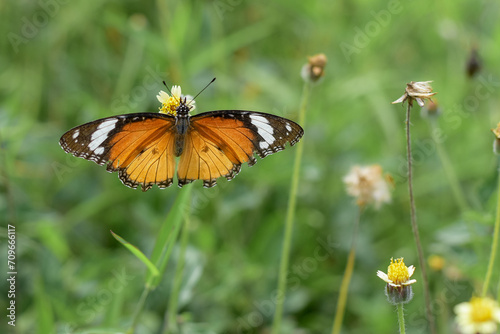 A beautiful butterfly on a flower is sucking flower juice © Semoga