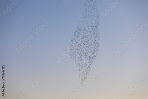 Starlings murmuration in Aiguamolls De L Emporda Nature Park, Spain