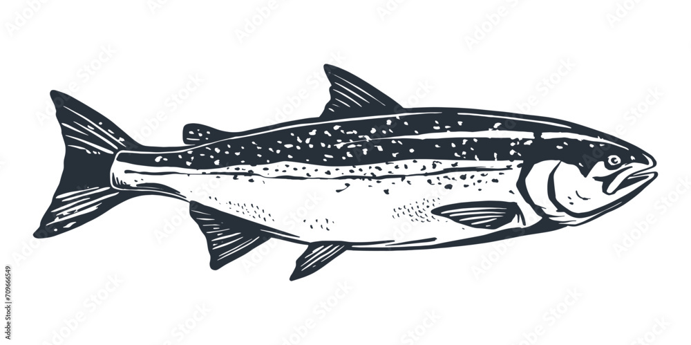 Fototapeta premium Salmon fish retro line ink sketch. Black and white hand drawn vector illustration of fish isolated on white background.