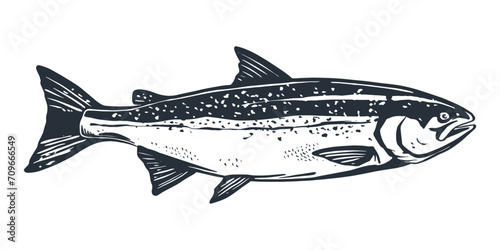 Salmon fish retro line ink sketch. Black and white hand drawn vector illustration of fish isolated on white background. photo