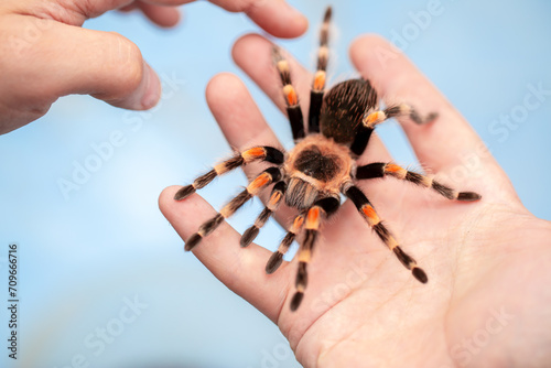 Tarantula spider on a man's hand close up. Tarantula spider as a pet. photo