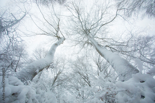 Winter landscape and snowfall in La Grevolosa forest, Osona, Barcelona, Spain photo